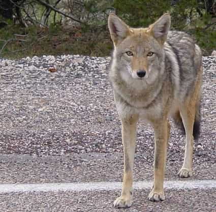 Coyote photo taken somewhere in Arizona